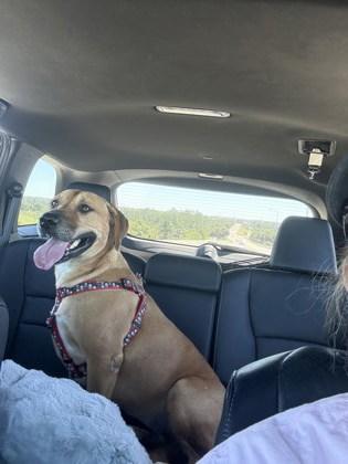 Darla, Adoptable, Young Female Mixed Breed & Mixed Breed.