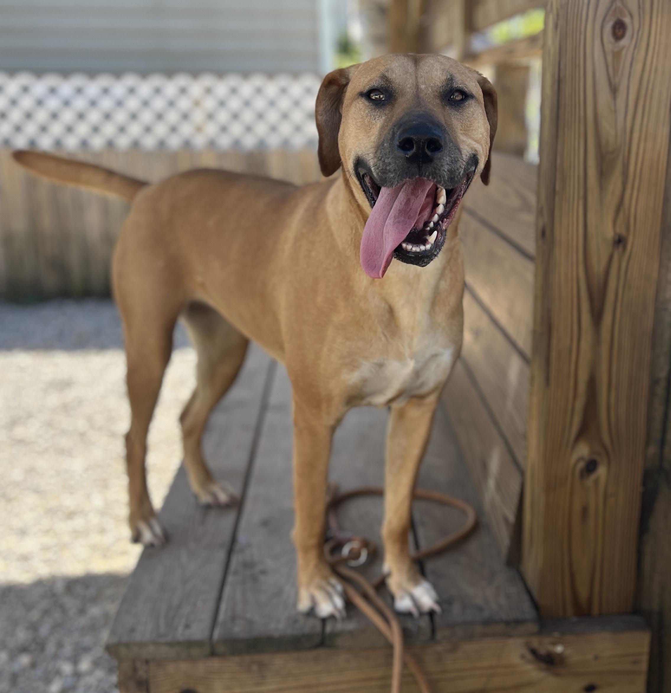 Enlarge Darla, a Adoptable Mixed Breed in Port Saint Joe, FL image 2/3