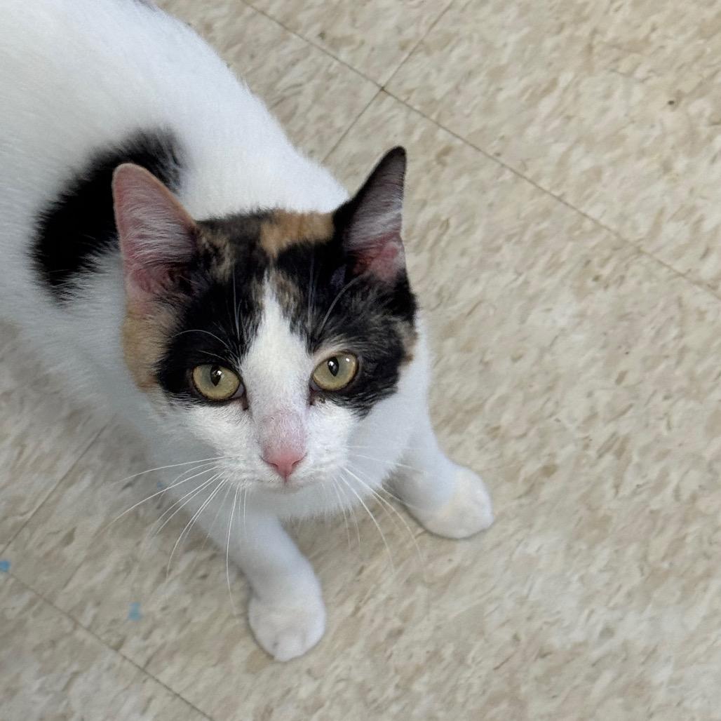 Lorraine, Adoptable, Young Female Domestic Short Hair.