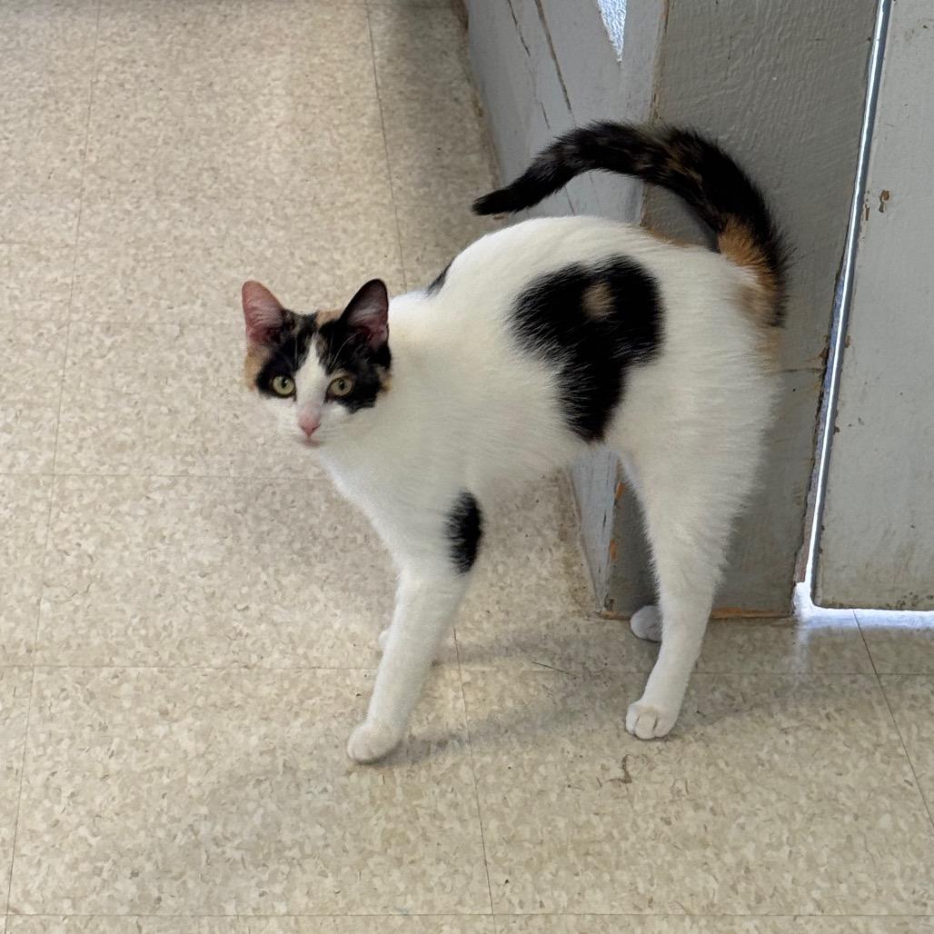 Enlarge Lorraine, a Adoptable Domestic Short Hair in Milford, IA image 2/4