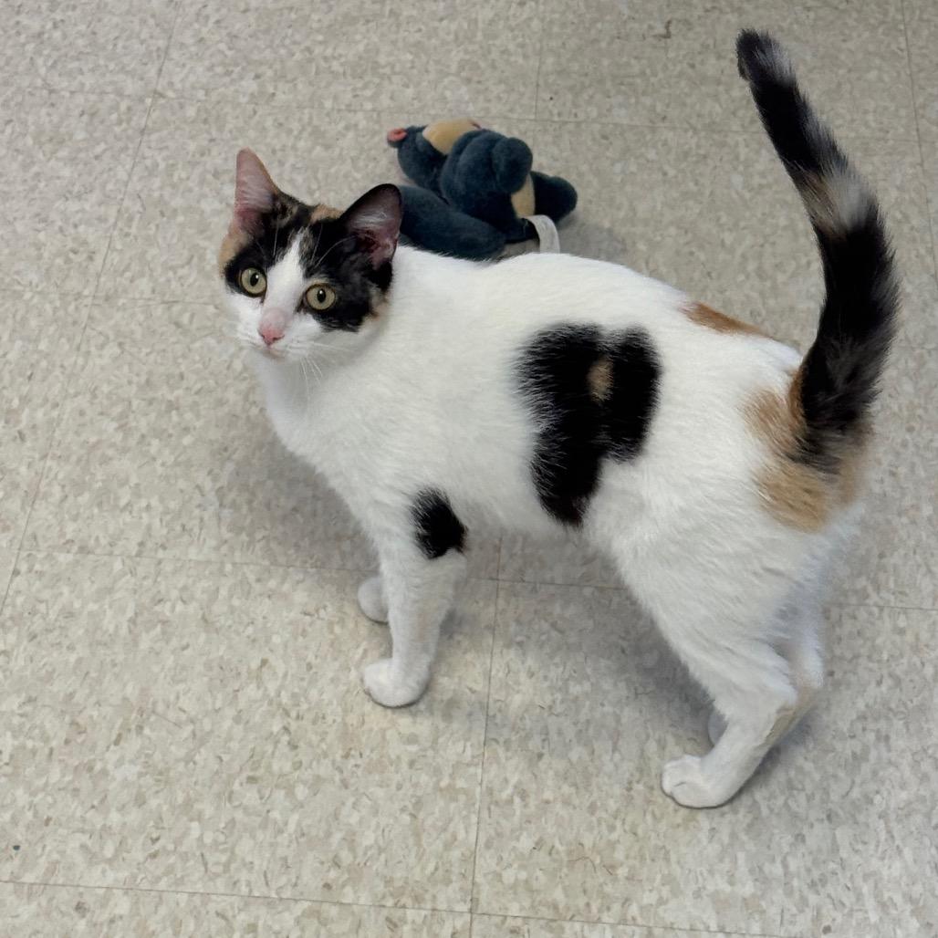 Enlarge Lorraine, a Adoptable Domestic Short Hair in Milford, IA image 3/4