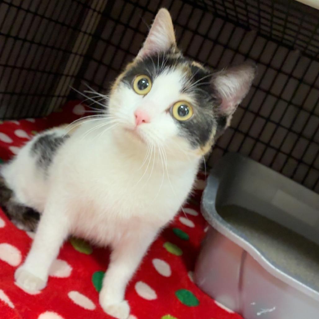 Enlarge Lorraine, a Adoptable Domestic Short Hair in Milford, IA image 4/4