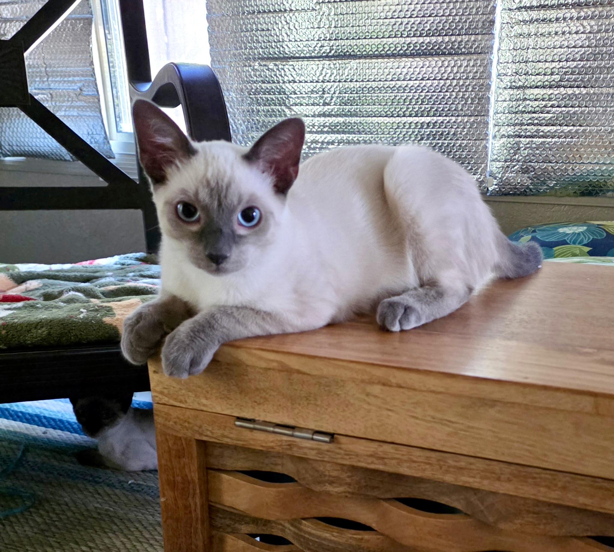 Lynxie, adopted, Kitten Male Siamese.