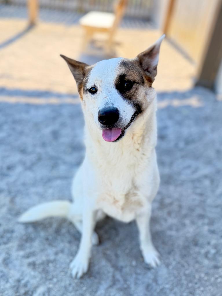 Stella, Adoptable, Young Female Mixed Breed.