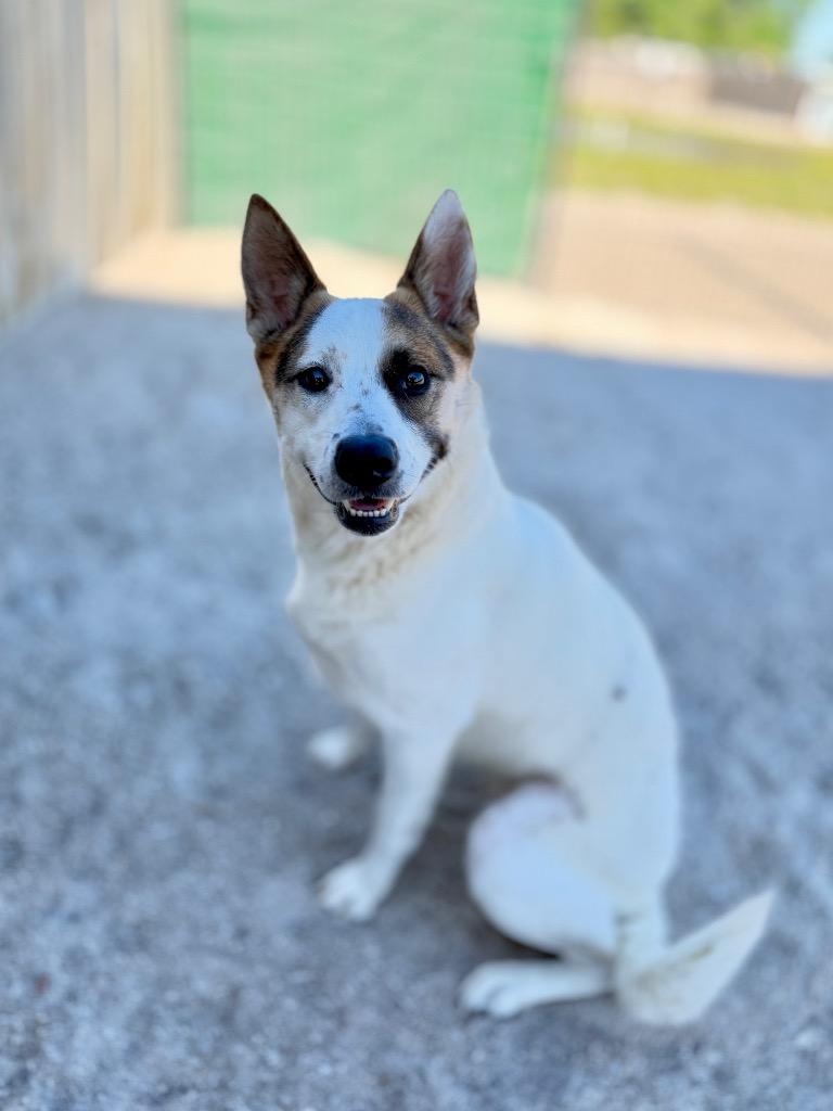 Enlarge Stella, a Adoptable Mixed Breed in Muskegon, MI image 2/2