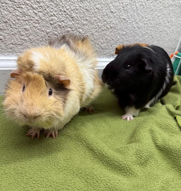 Hodge & Del Boy, Adult Male unknown