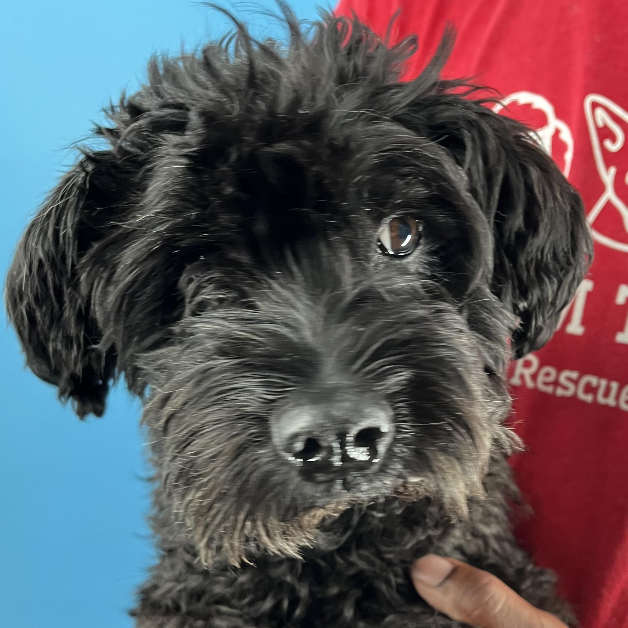 Scotty  Local Nov photo 1