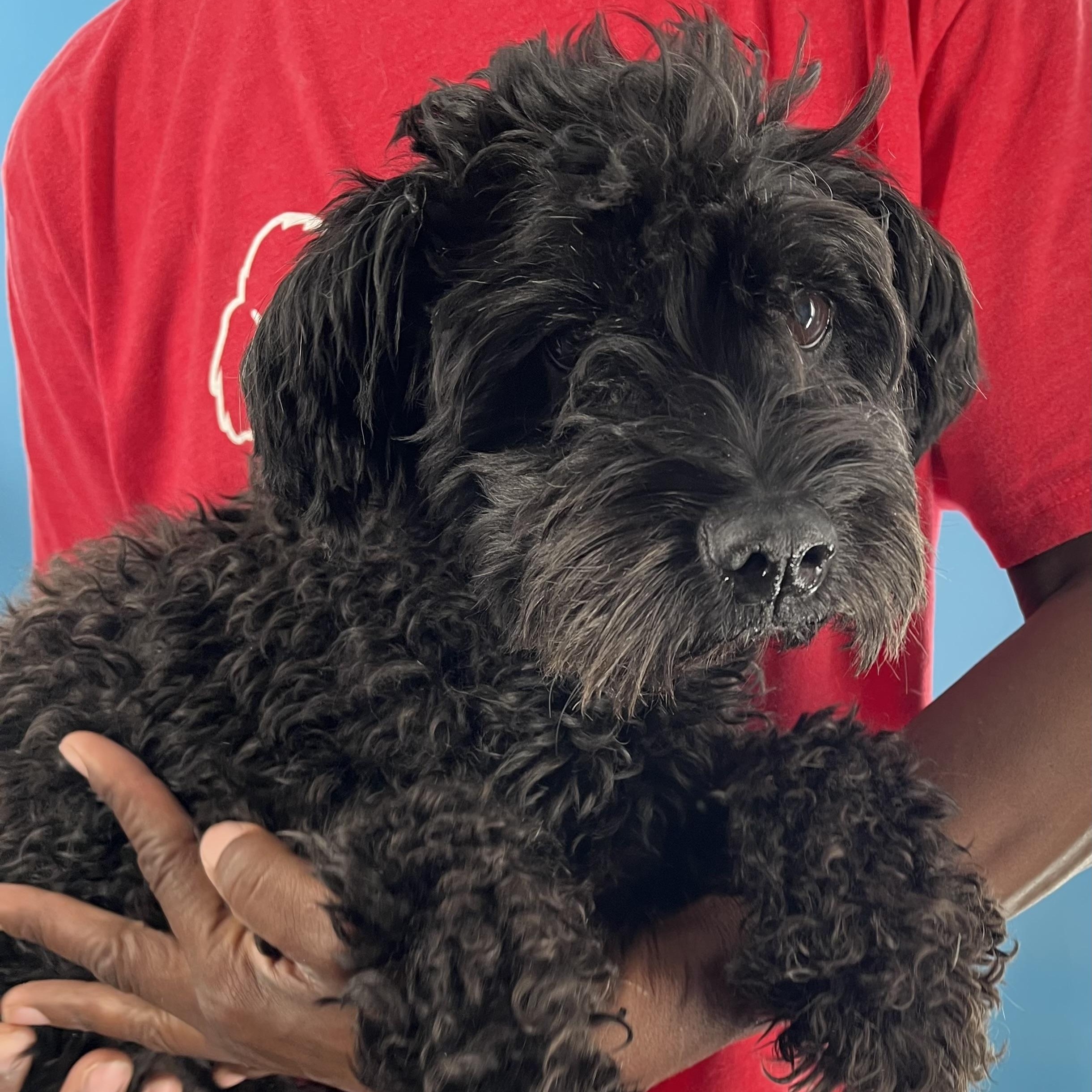 Scotty  Local Nov thumbnail 5