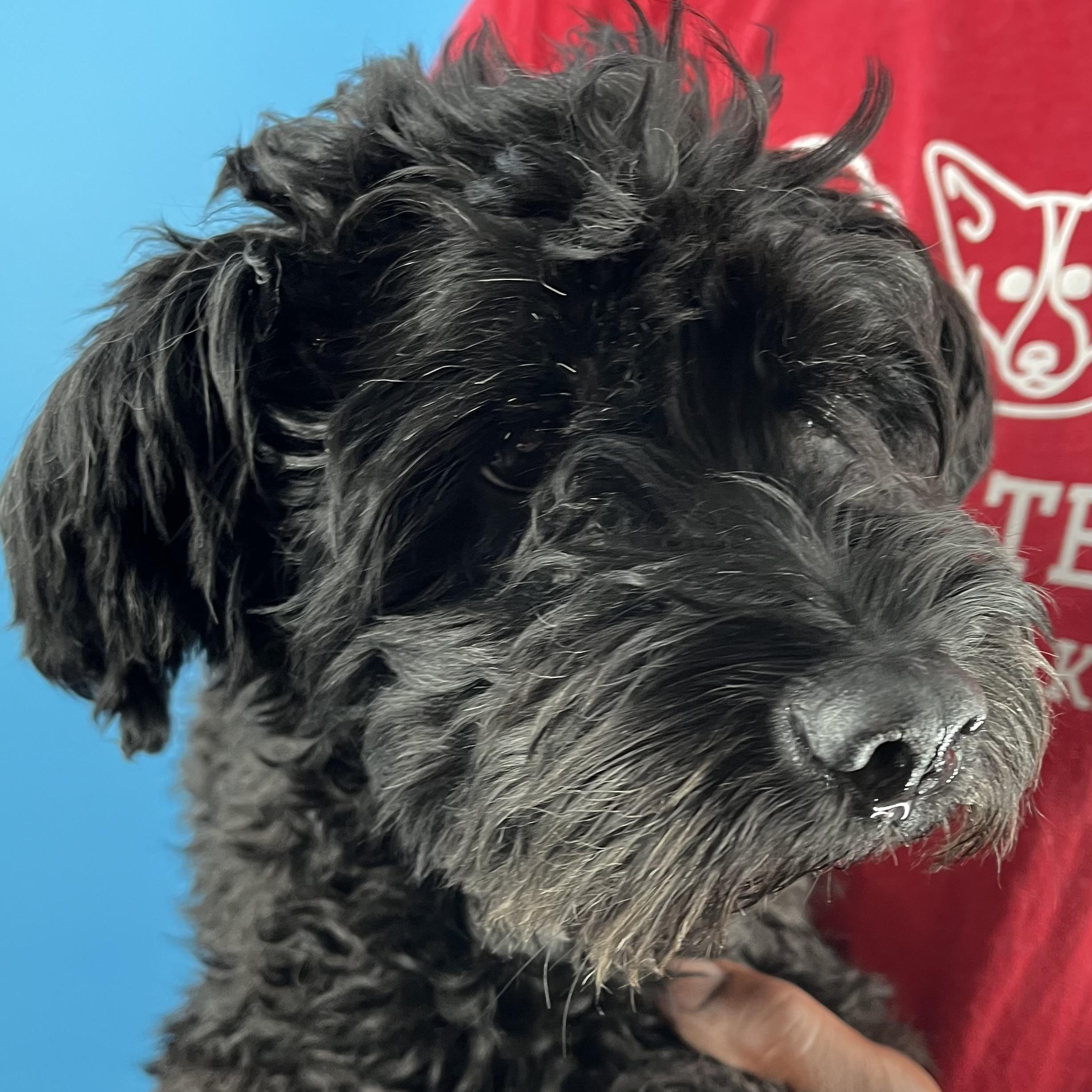 Scotty  Local Nov thumbnail 2