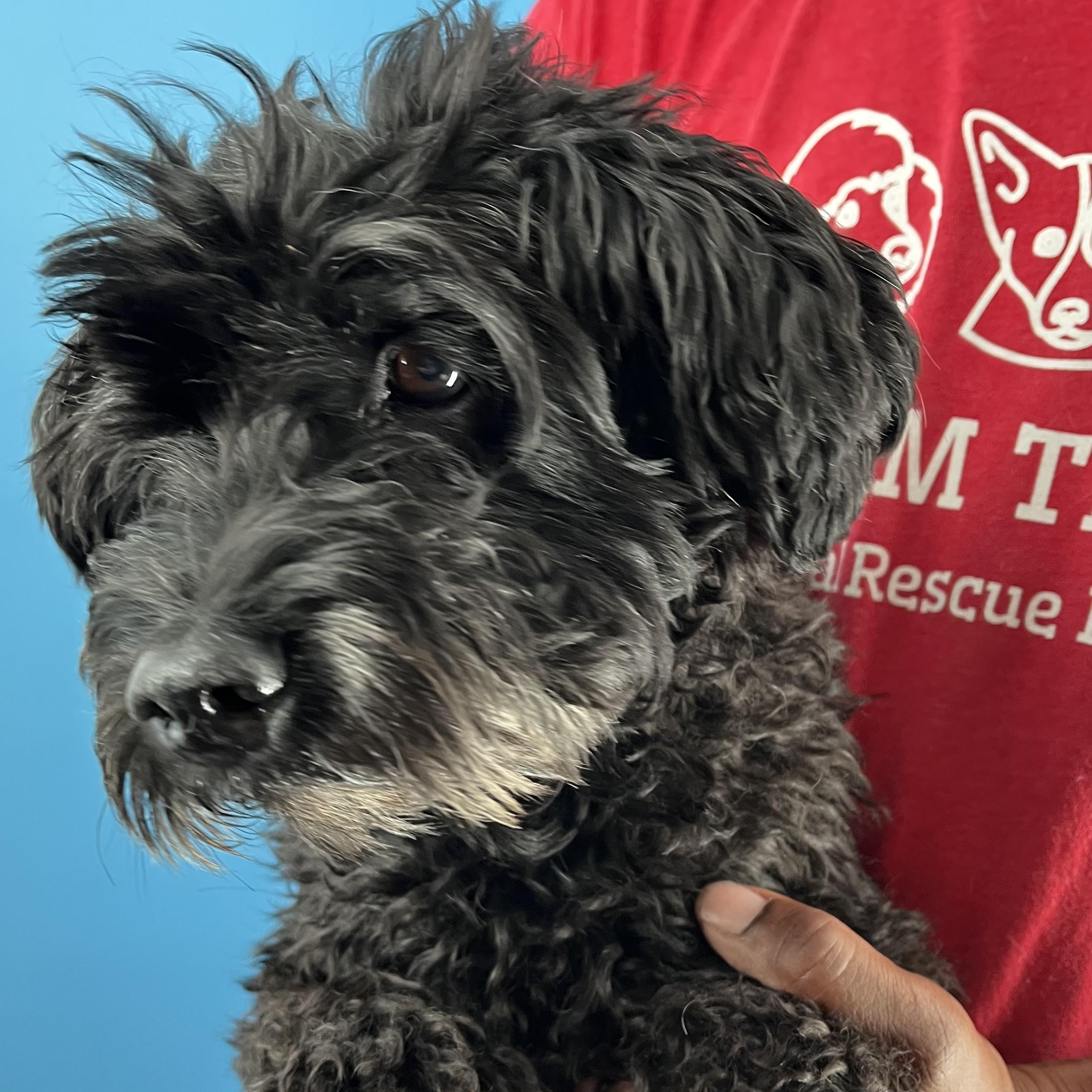 Scotty  Local Nov thumbnail 3