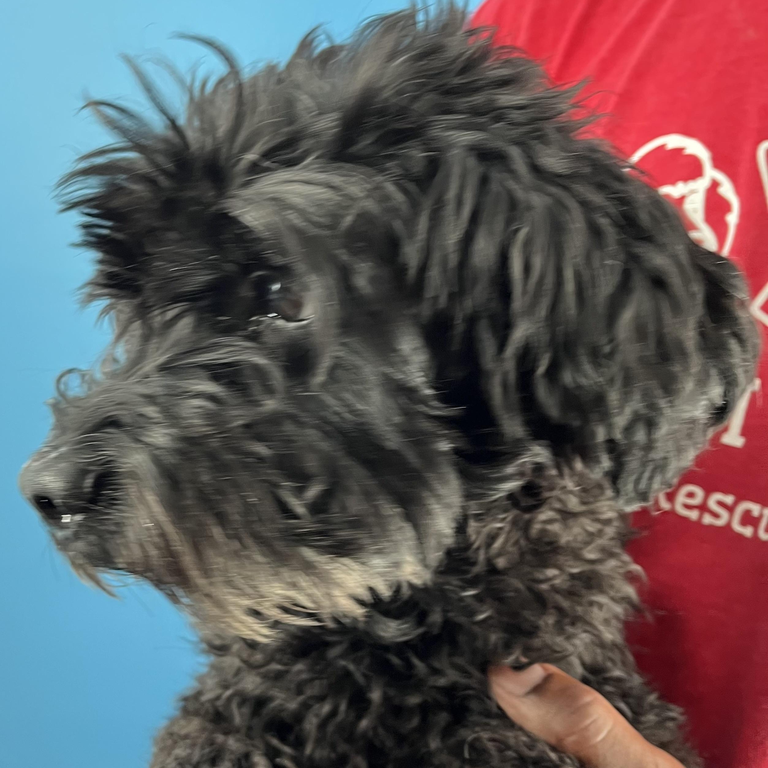 Scotty  Local Nov thumbnail 4