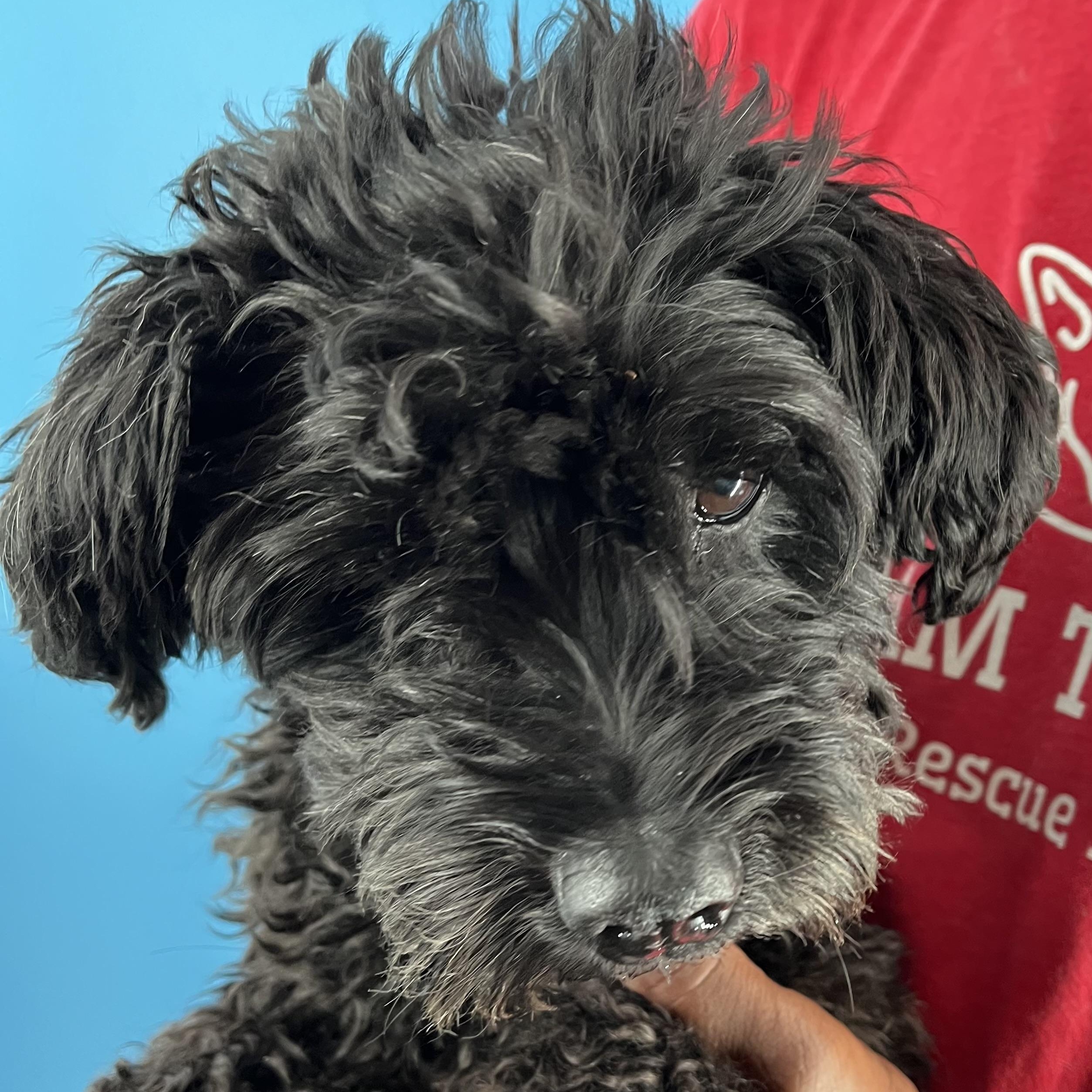 Scotty  Local Nov thumbnail 6