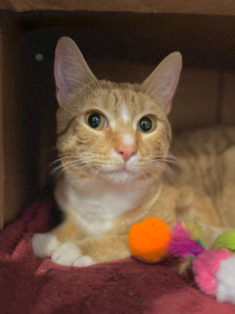 Cheddar (meet me in the Cat Lounge!), Adoptable, Kitten Male Domestic Short Hair.