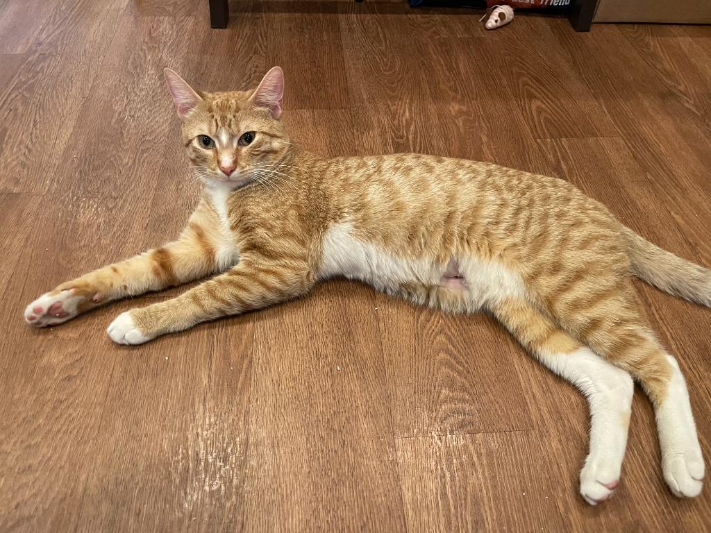 Enlarge Cheddar (meet me in the Cat Lounge!), a Adoptable mixed breed in Brooklyn, NY image 2/3