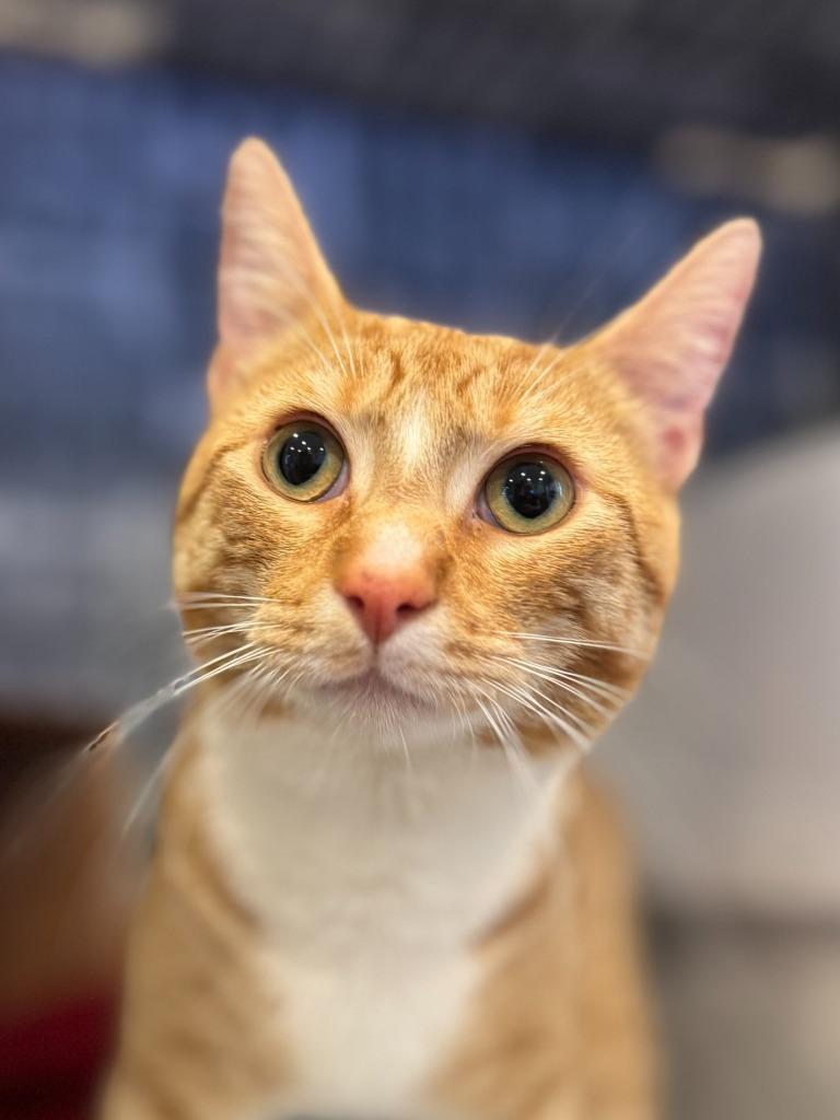 Enlarge Cheddar (meet me in the Cat Lounge!), a Adoptable mixed breed in Brooklyn, NY image 3/3