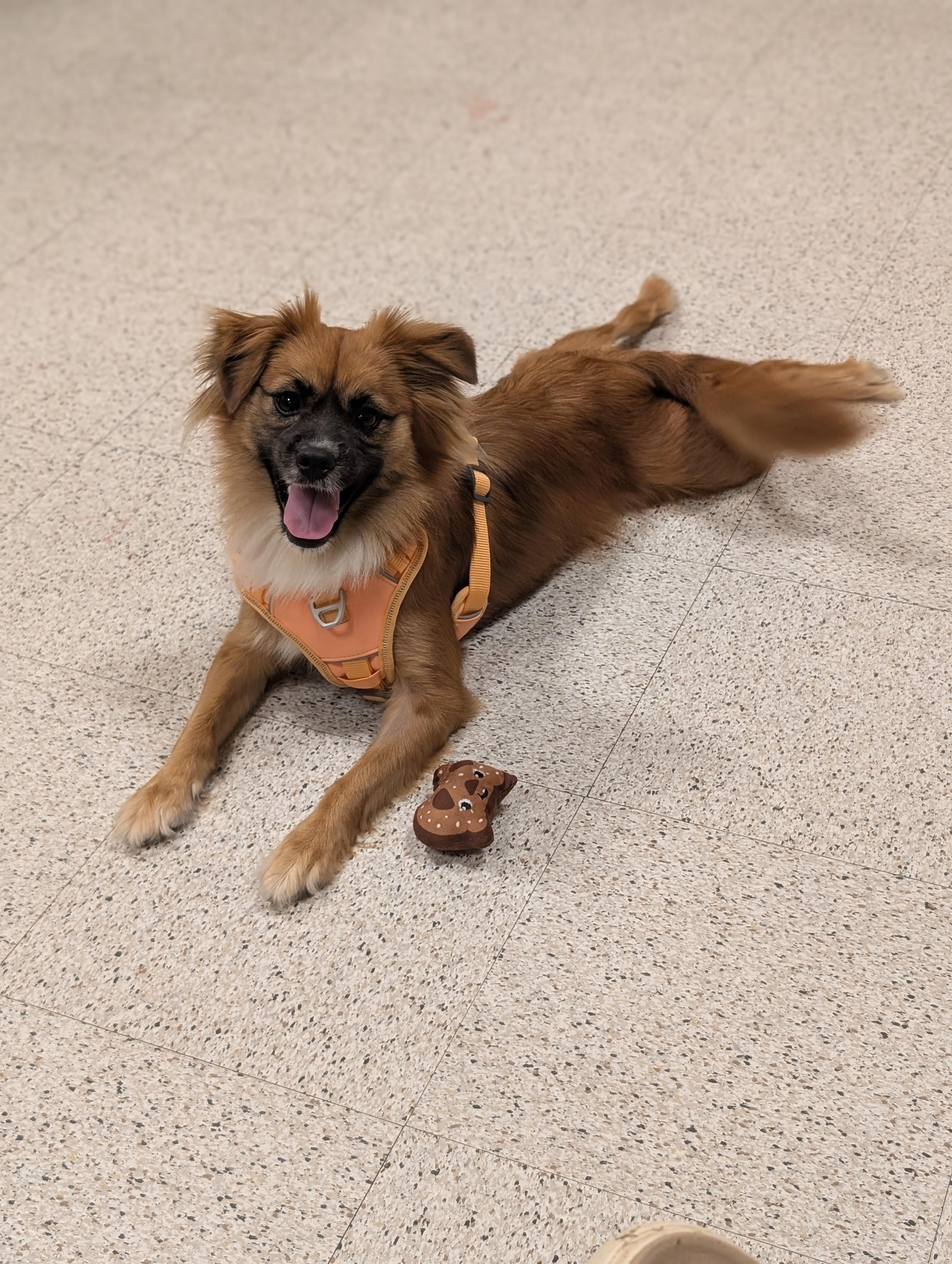 Coco, a Adoptable mixed breed in Baton Rouge, LA image 6/6