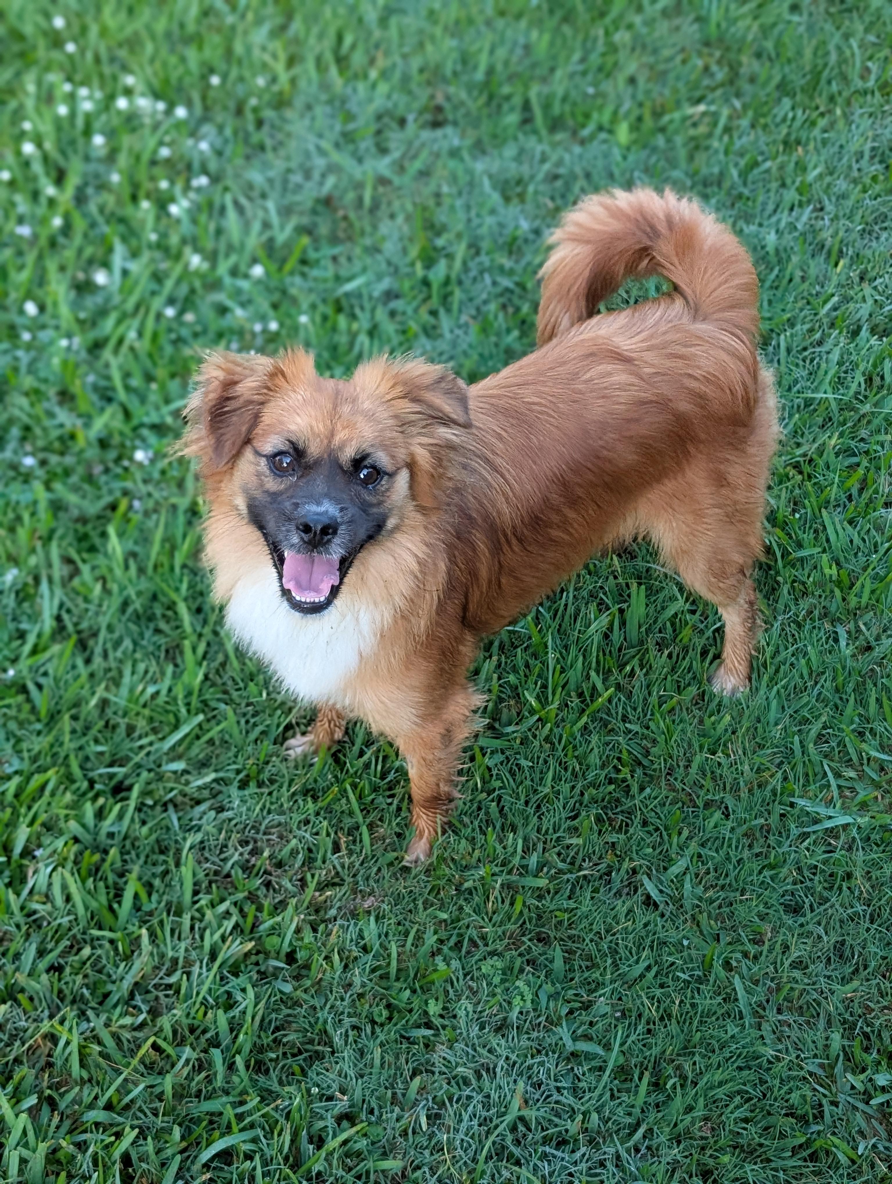 Coco, a Adoptable mixed breed in Baton Rouge, LA image 2/6