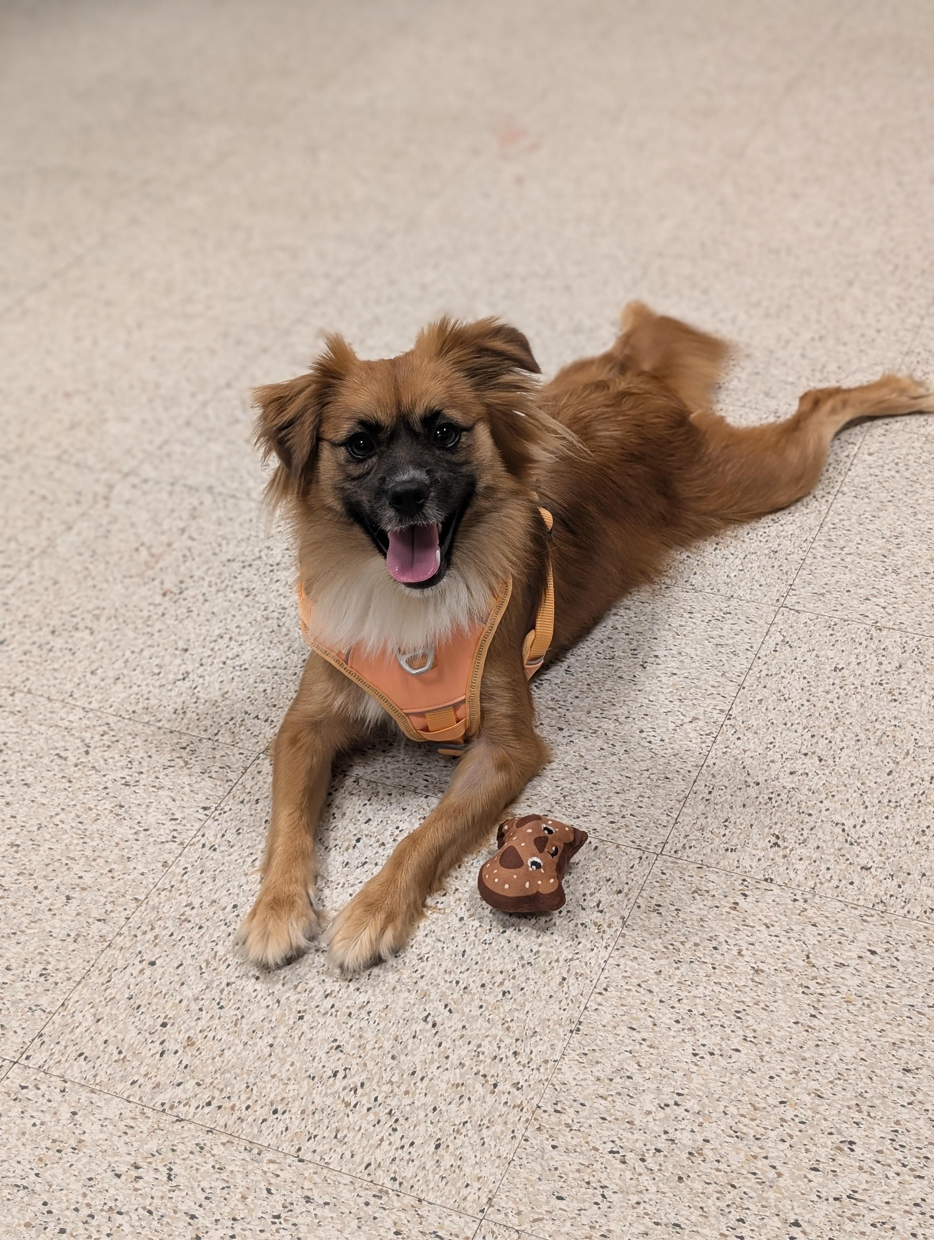 Coco, a Adoptable mixed breed in Baton Rouge, LA image 5/6