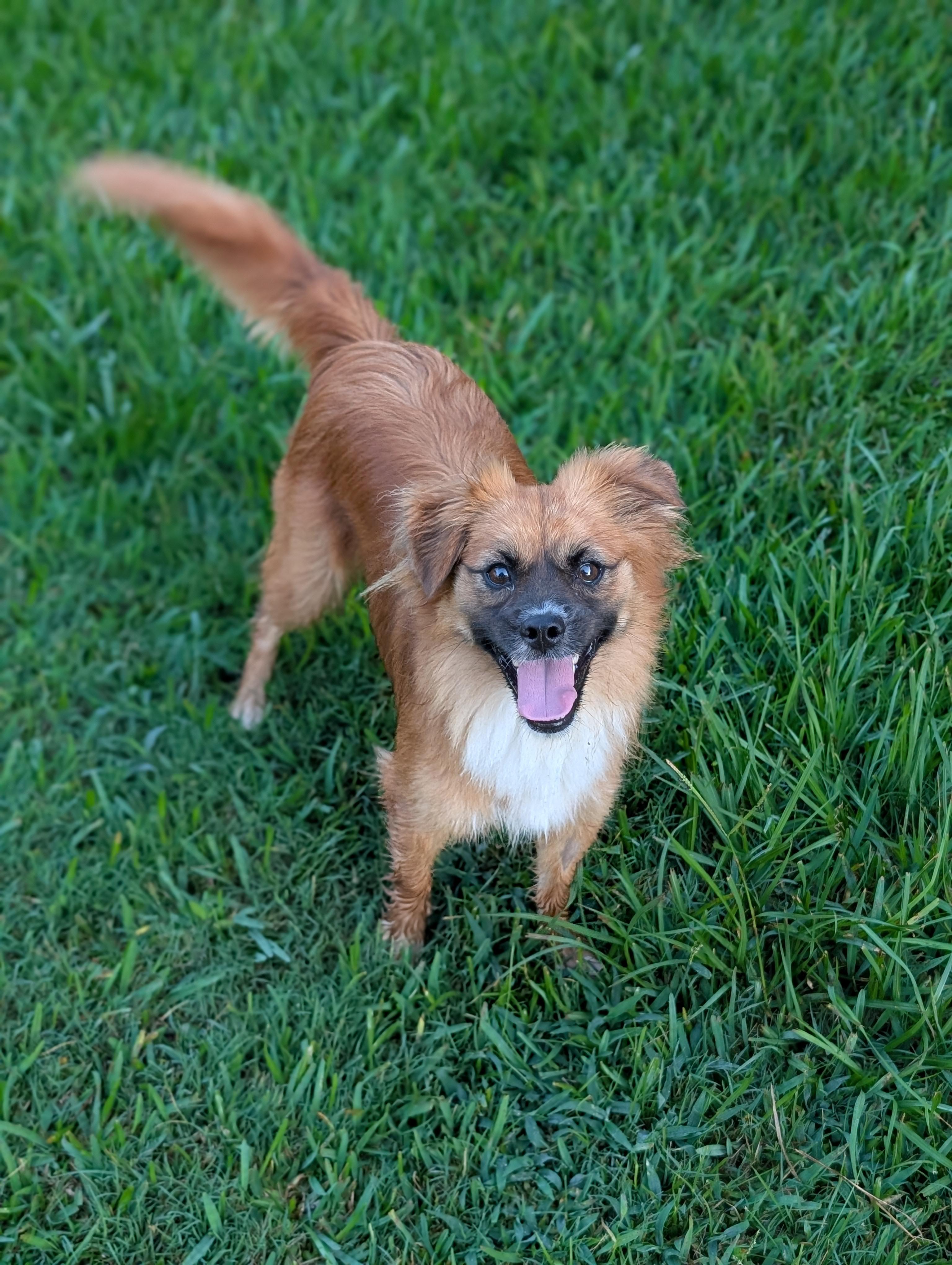 Coco, a Adoptable mixed breed in Baton Rouge, LA image 3/6