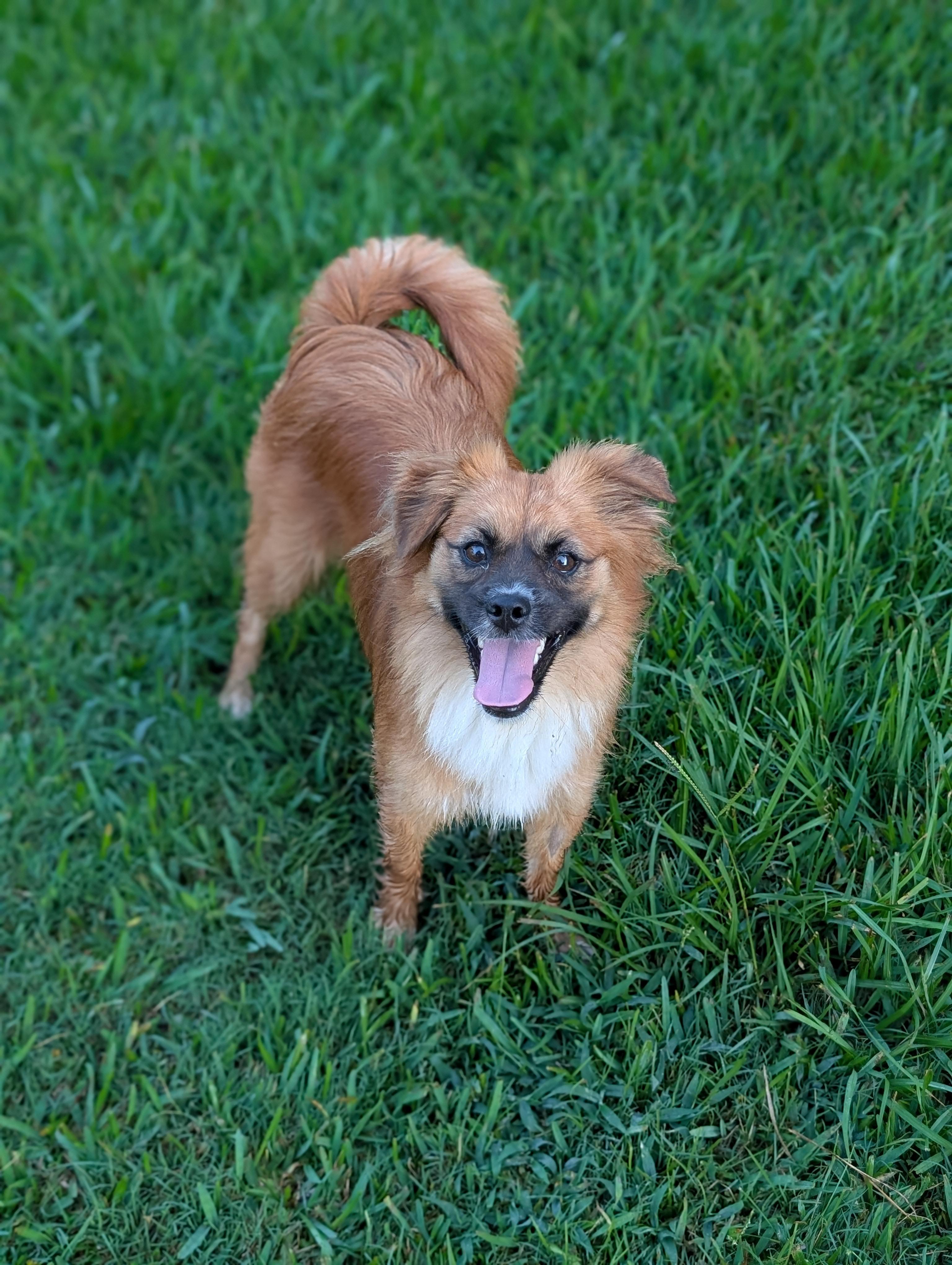 Coco, a Adoptable mixed breed in Baton Rouge, LA image 4/6