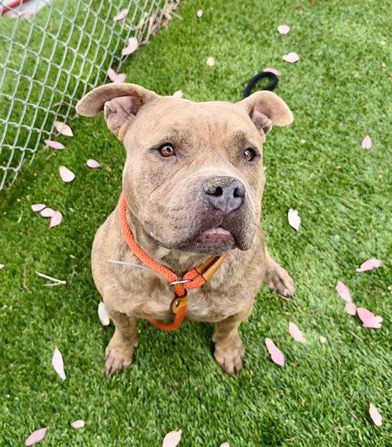 RHONDA, Adoptable, Young Female Pit Bull Terrier & Mixed Breed.