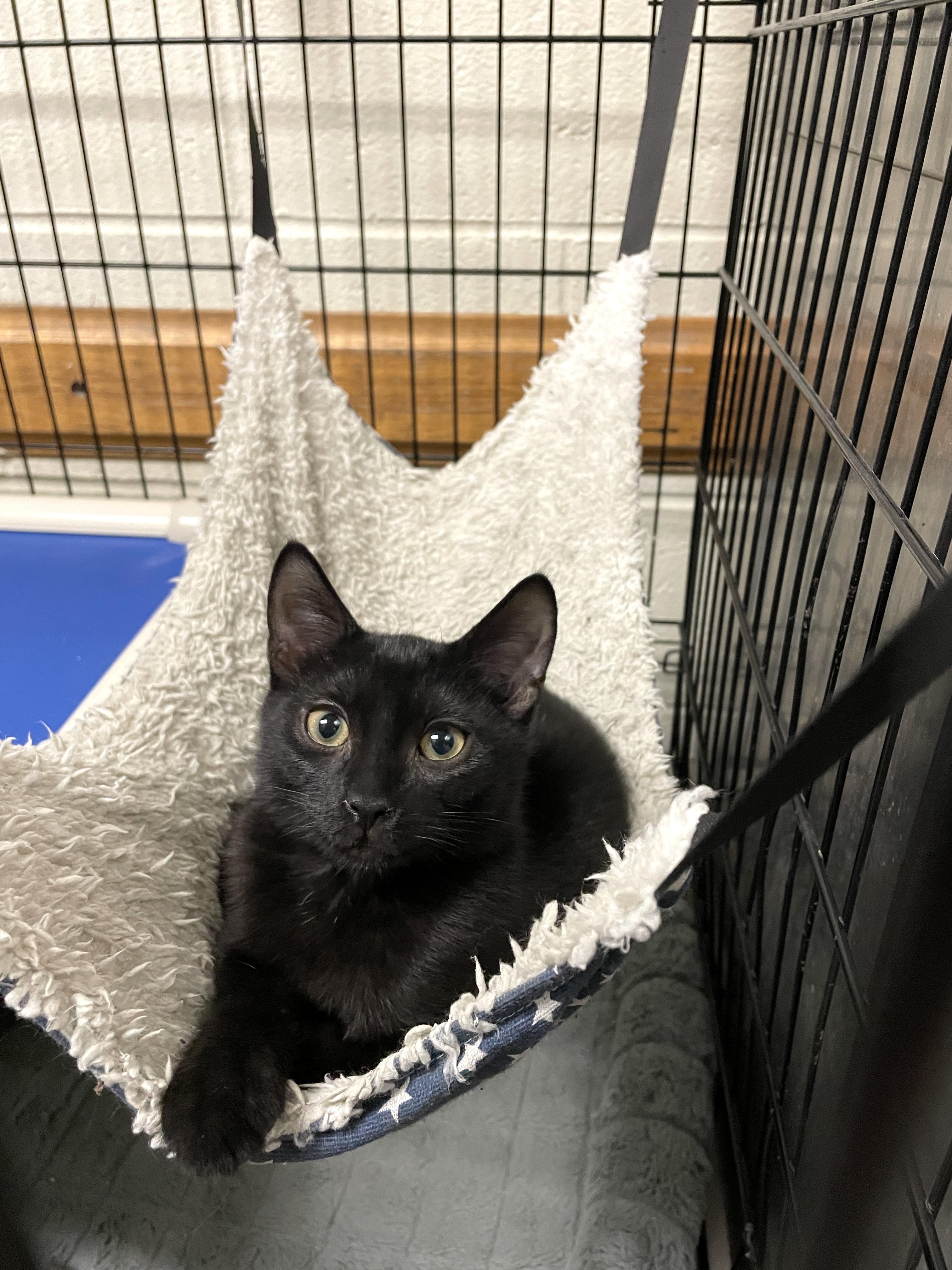 Enlarge Gary, a Adoptable Domestic Short Hair in Wantagh, NY image 1/1