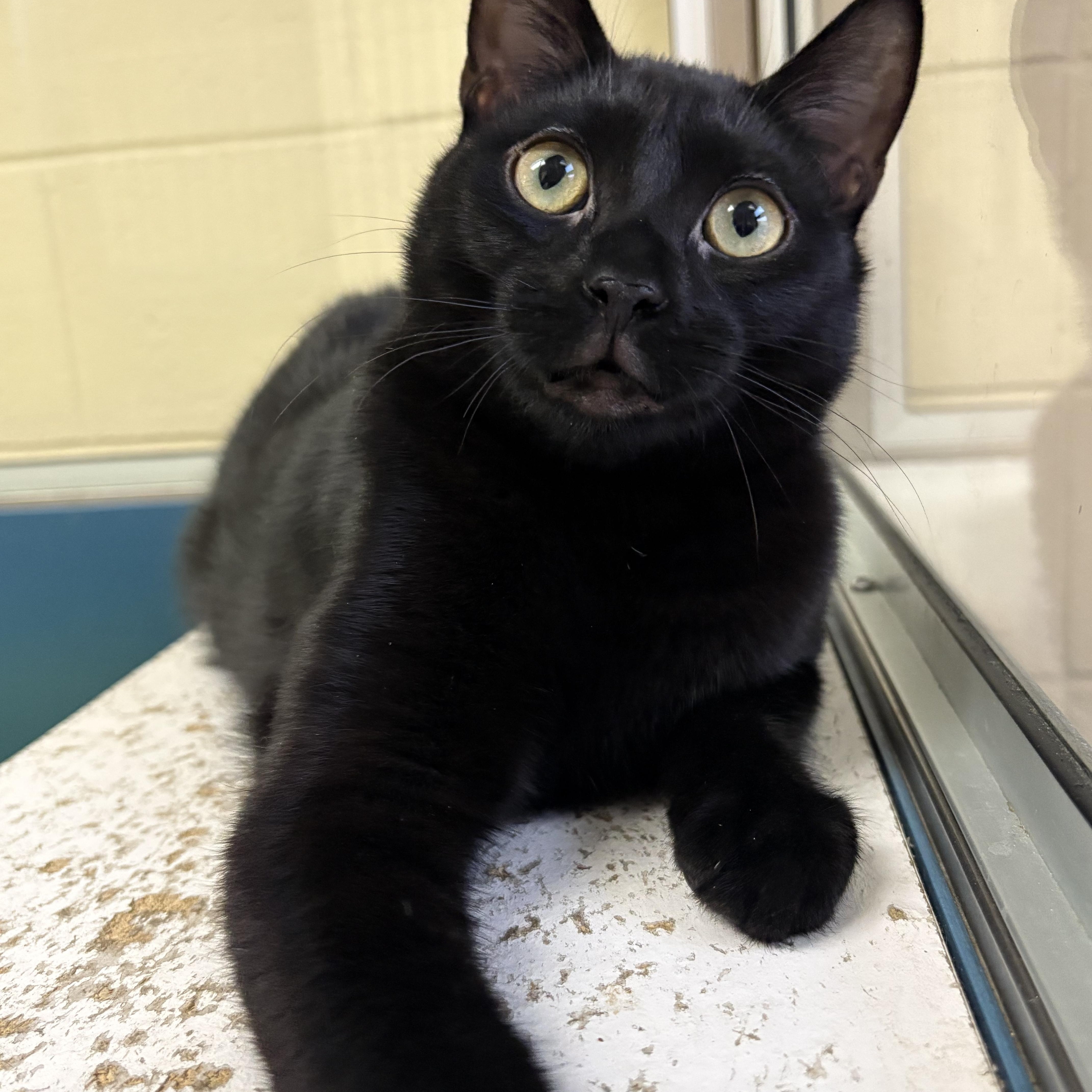 Enlarge Gary, a Adoptable Domestic Short Hair in Wantagh, NY image 1/2