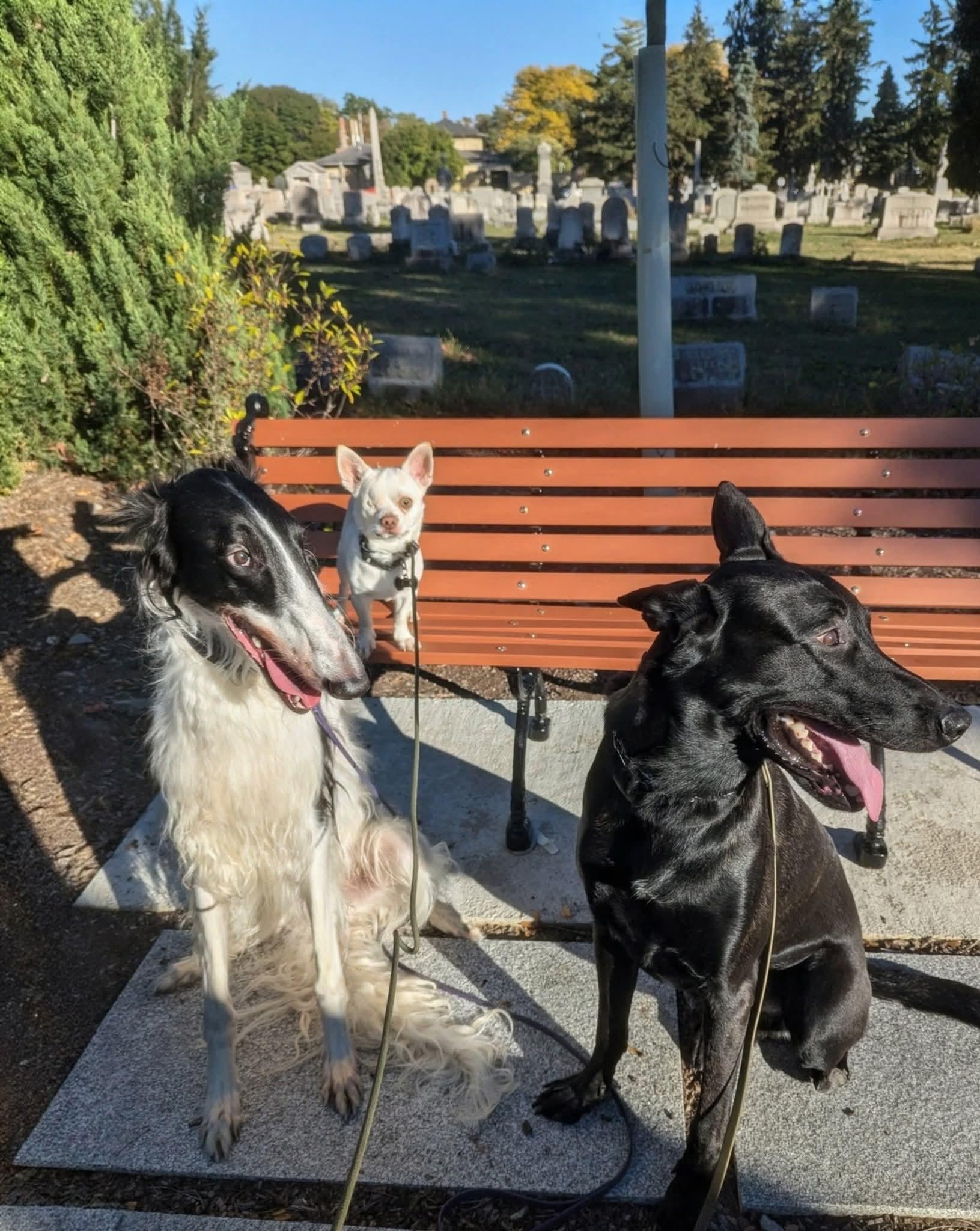 Enlarge Levi, an adopted Chihuahua in Rochester, NY image 1/5