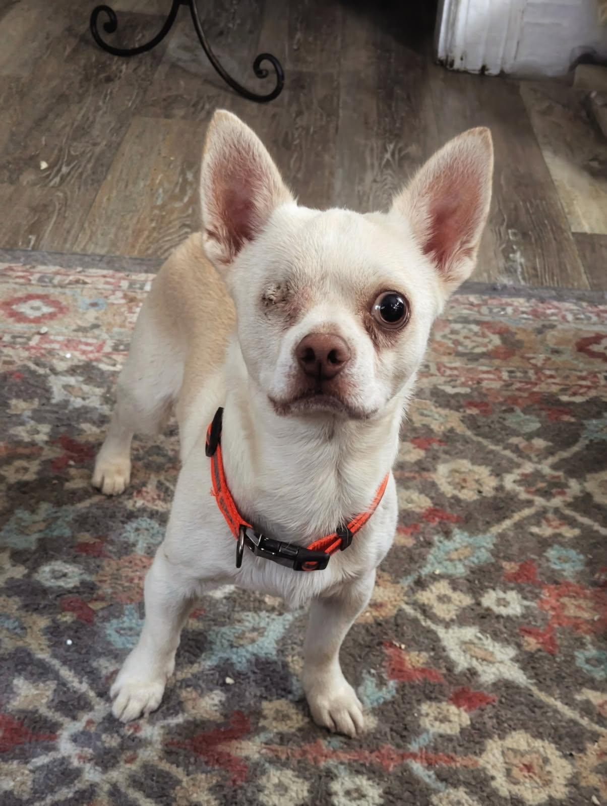 Enlarge Levi, an adopted Chihuahua in Rochester, NY image 2/5