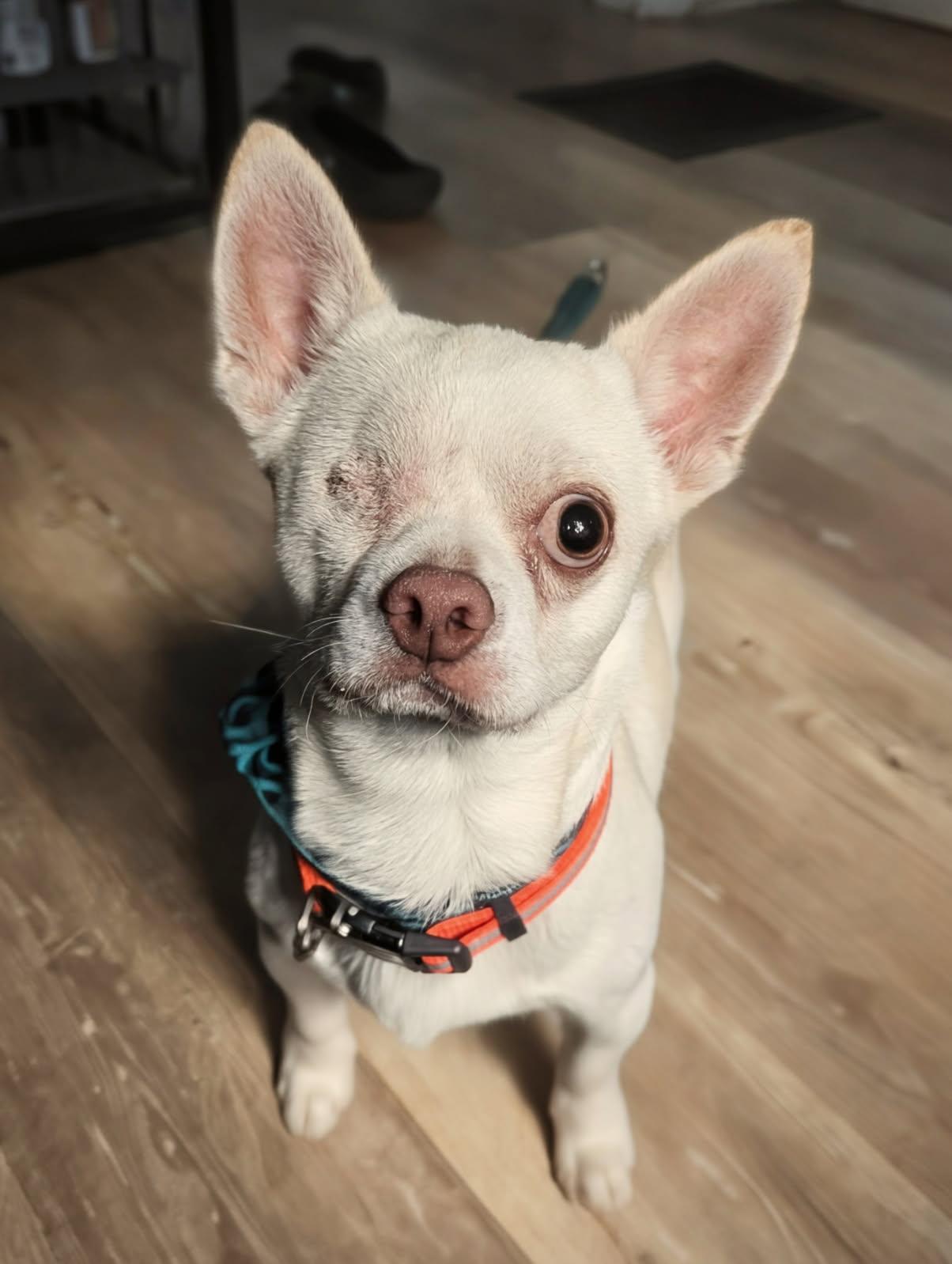 Enlarge Levi, an adopted Chihuahua in Rochester, NY image 3/5