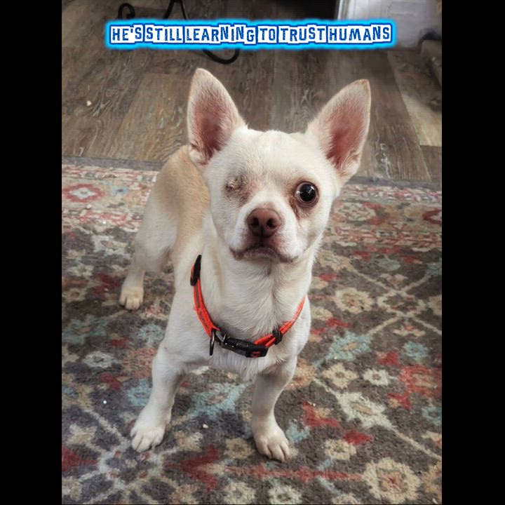 Enlarge Levi, an adopted Chihuahua in Rochester, NY video 4/5