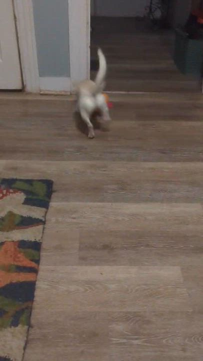 Enlarge Levi, an adopted Chihuahua in Rochester, NY video 5/5