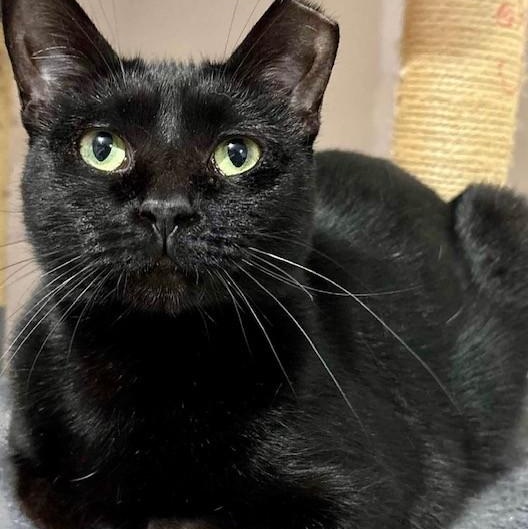 Enlarge Shirley, a Adoptable Domestic Short Hair in WOODSTOCK, ON image 1/1