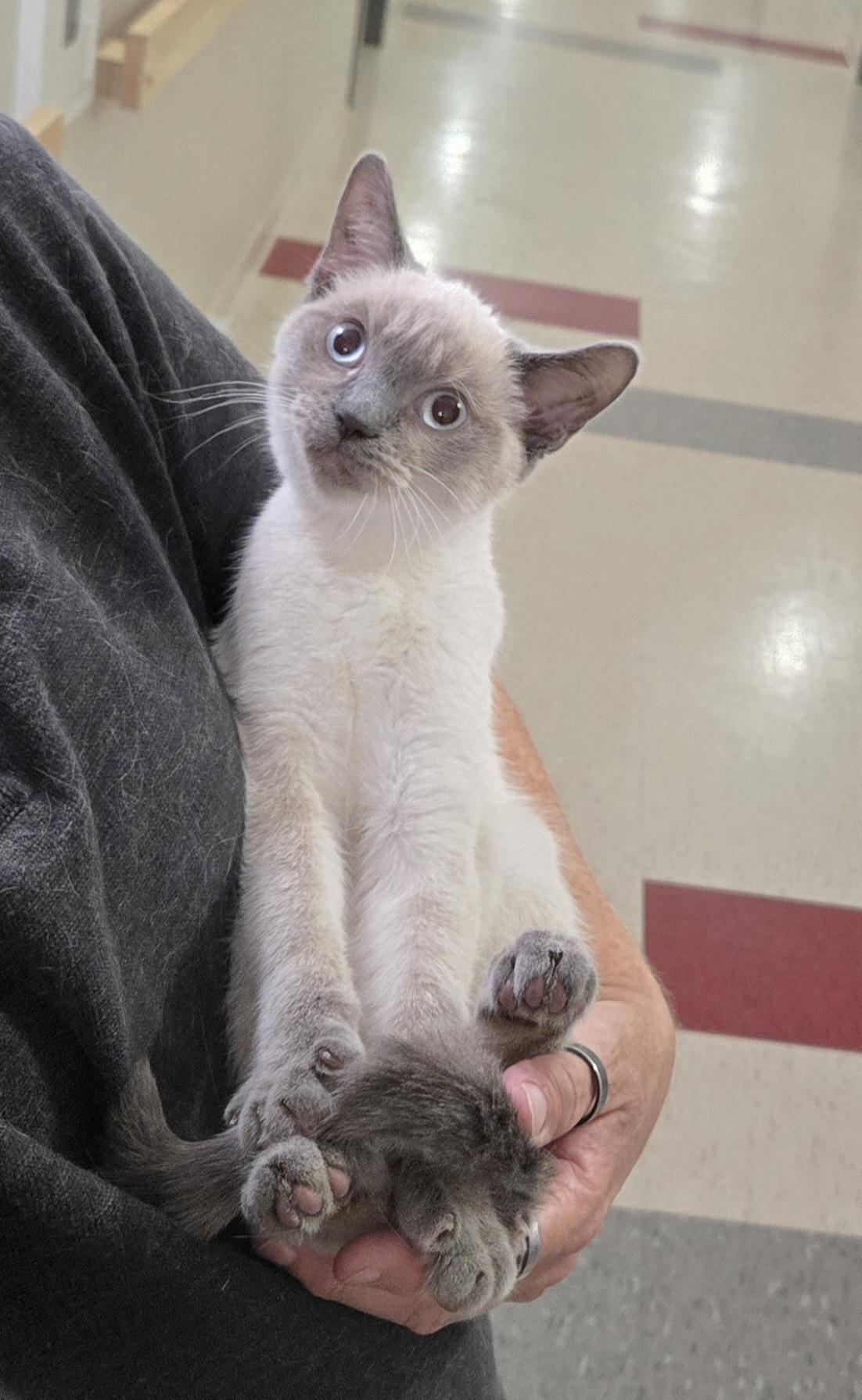 Enlarge Lotus, a Adoptable mixed breed in Montreal, QC image 3/3