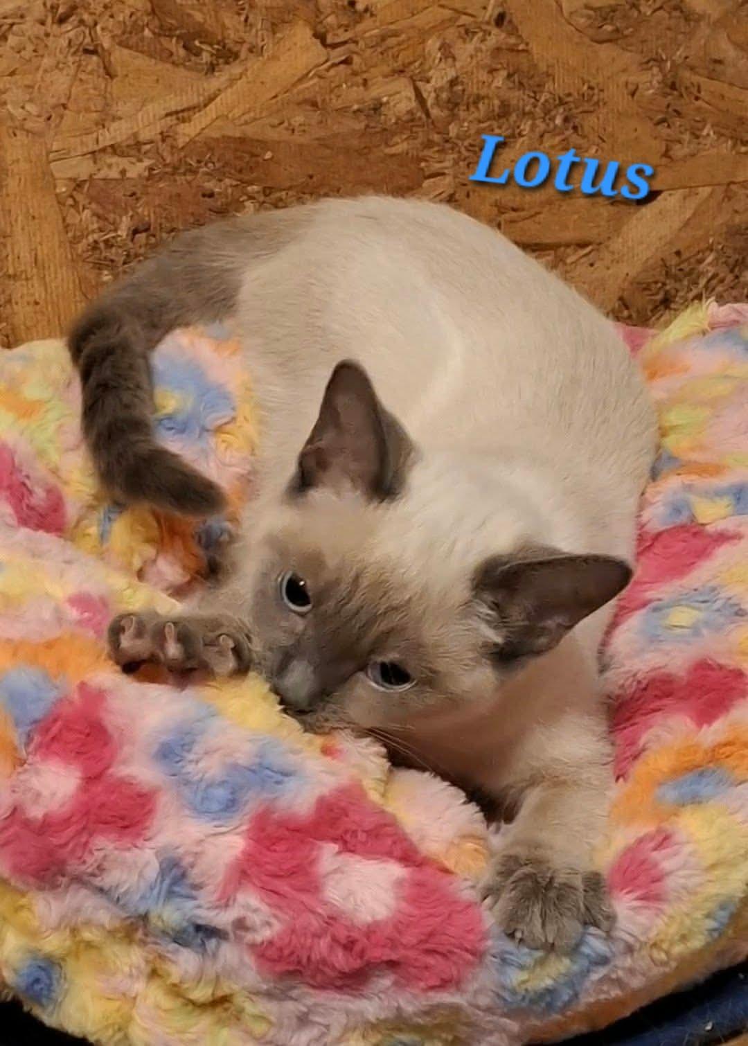 Enlarge Lotus, a Adoptable mixed breed in Montreal, QC image 2/3