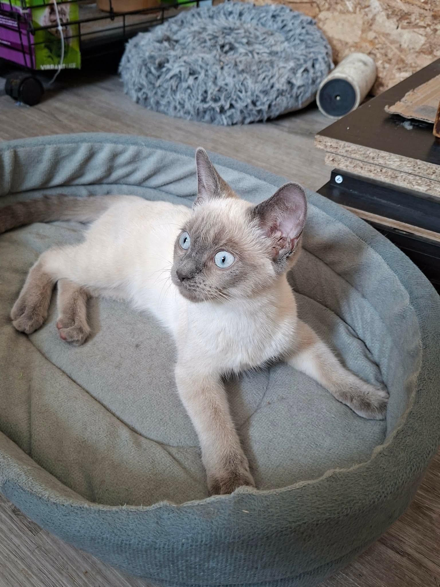 Enlarge Lotus, a Adoptable mixed breed in Montreal, QC image 1/3