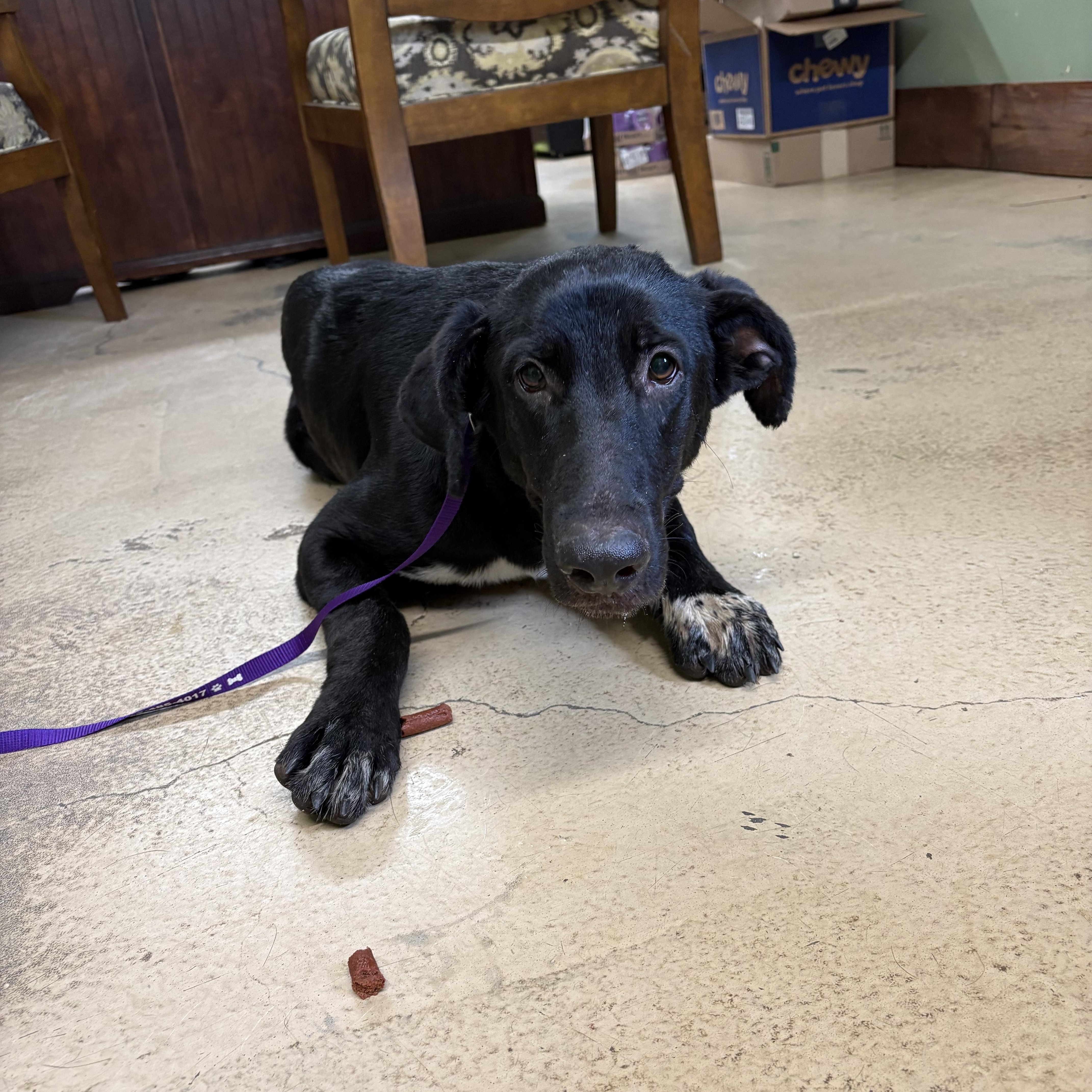 Enlarge April, a Adoptable mixed breed in Monticello, GA image 2/2