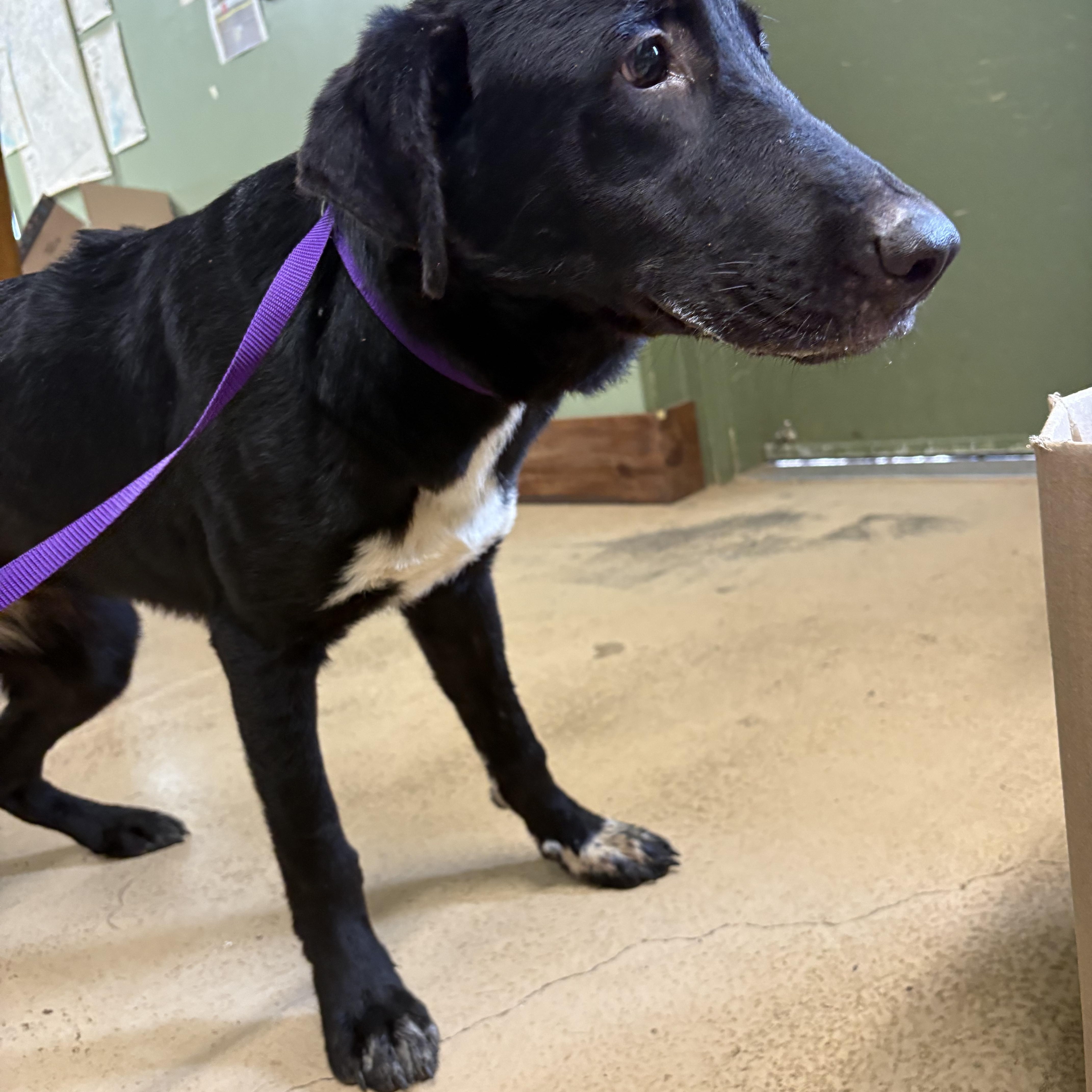 April, Adoptable, Young Female Black Labrador Retriever & Hound.