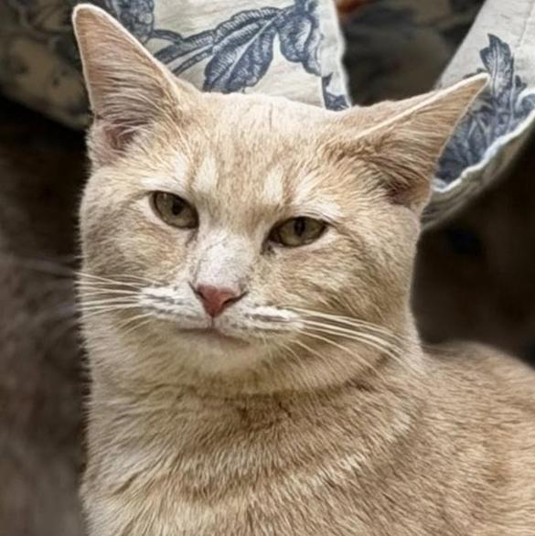 Enlarge Broomstick, a ADOPTABLE Domestic Short Hair in Olean, NY image 1/2