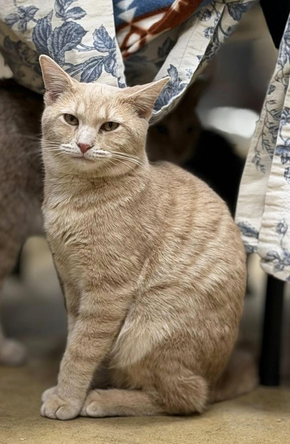 Enlarge Broomstick, a ADOPTABLE Domestic Short Hair in Olean, NY image 2/2