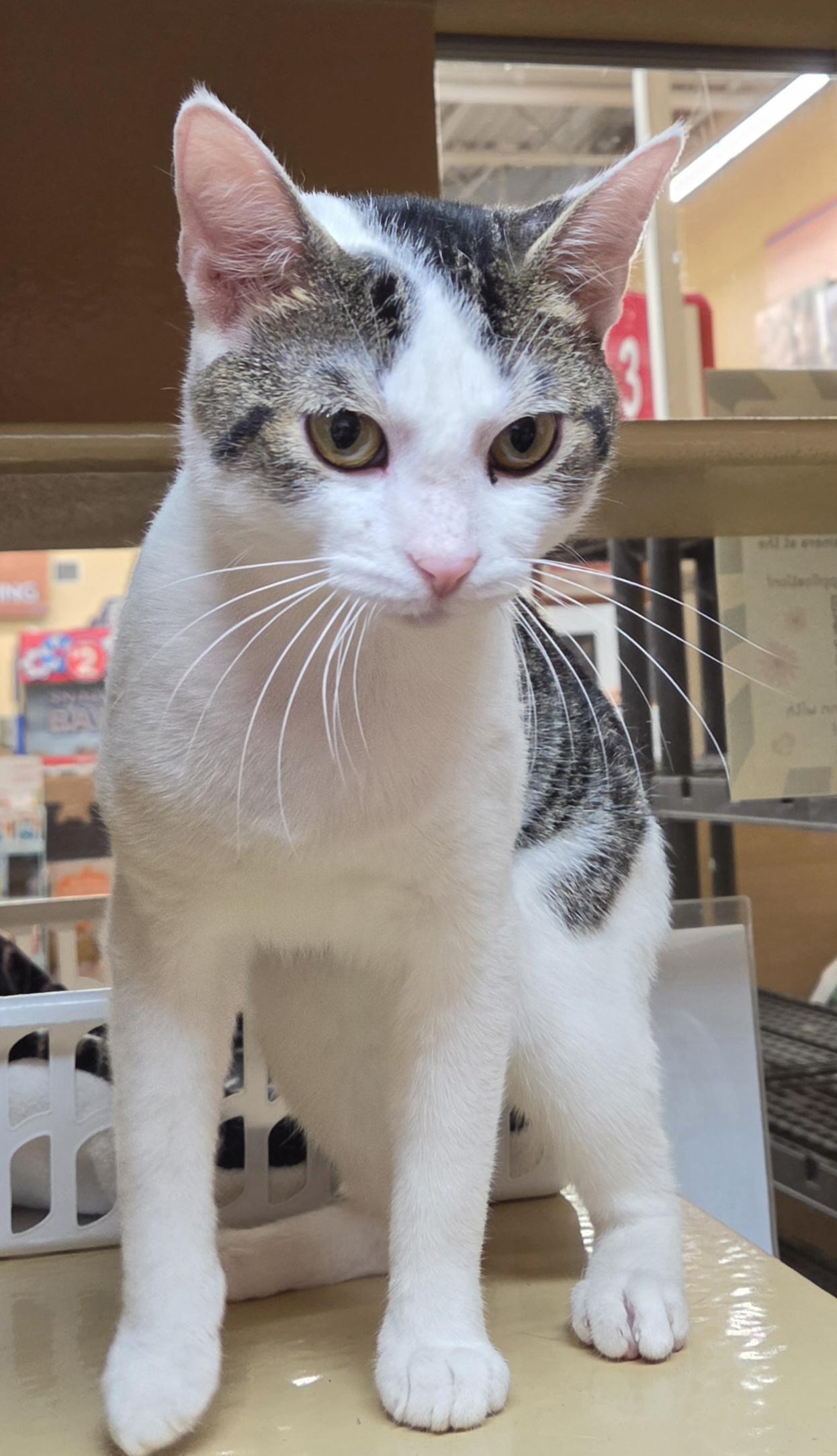 Enlarge Mister Mister, a Adopted Domestic Short Hair in Lewis Center, OH image 2/5