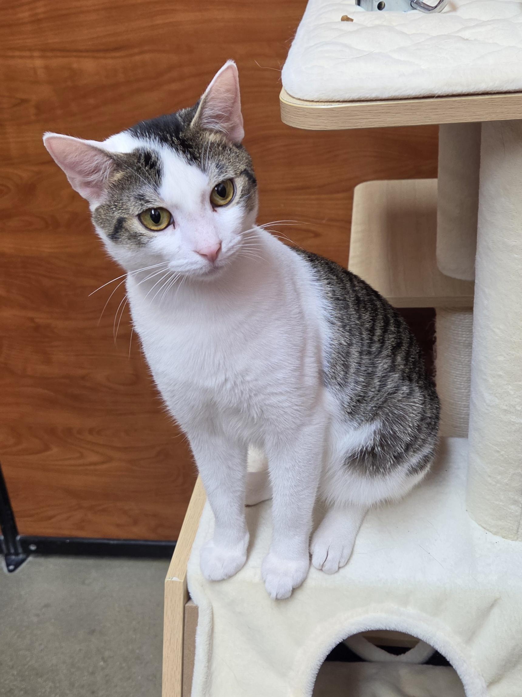 Enlarge Mister Mister, a Adopted Domestic Short Hair in Lewis Center, OH image 4/5