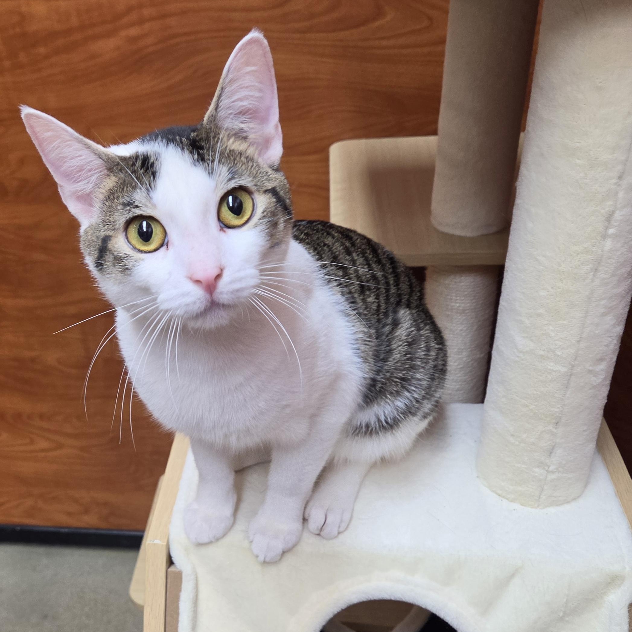 Enlarge Mister Mister, a Adopted Domestic Short Hair in Lewis Center, OH image 1/5