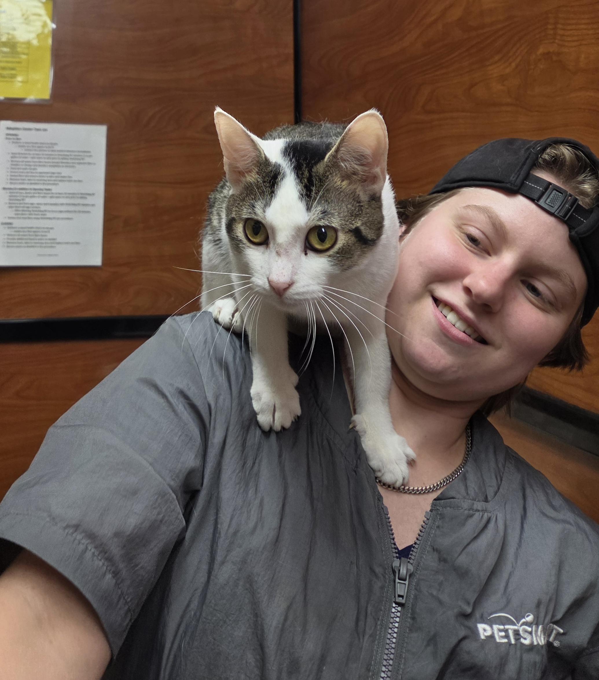 Enlarge Mister Mister, a Adopted Domestic Short Hair in Lewis Center, OH image 5/5