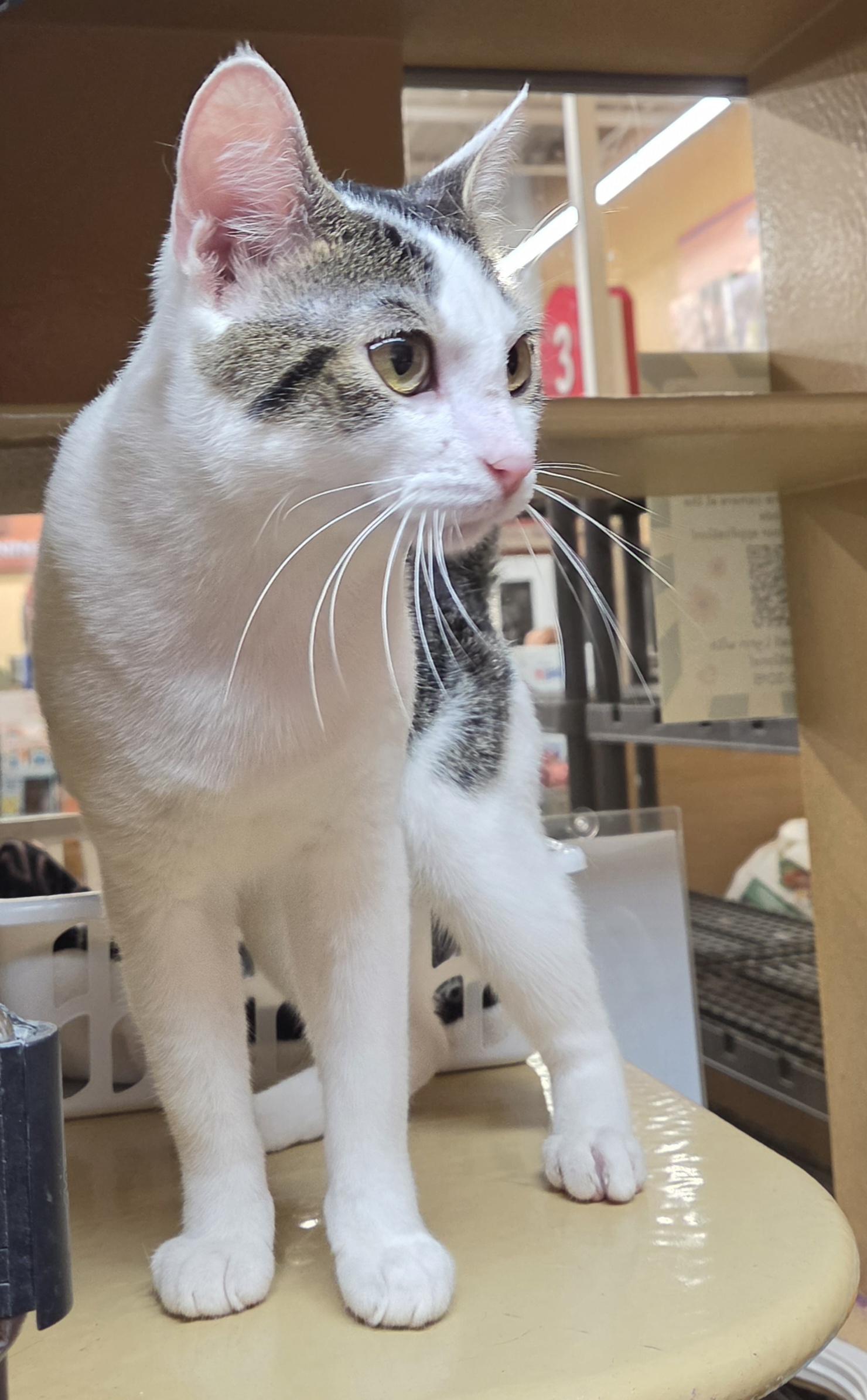 Enlarge Mister Mister, a Adopted Domestic Short Hair in Lewis Center, OH image 3/5