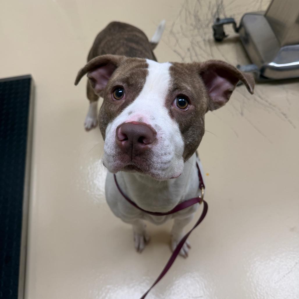 Enlarge MJ, a Adoptable Mixed Breed in Winston-Salem, NC image 2/3