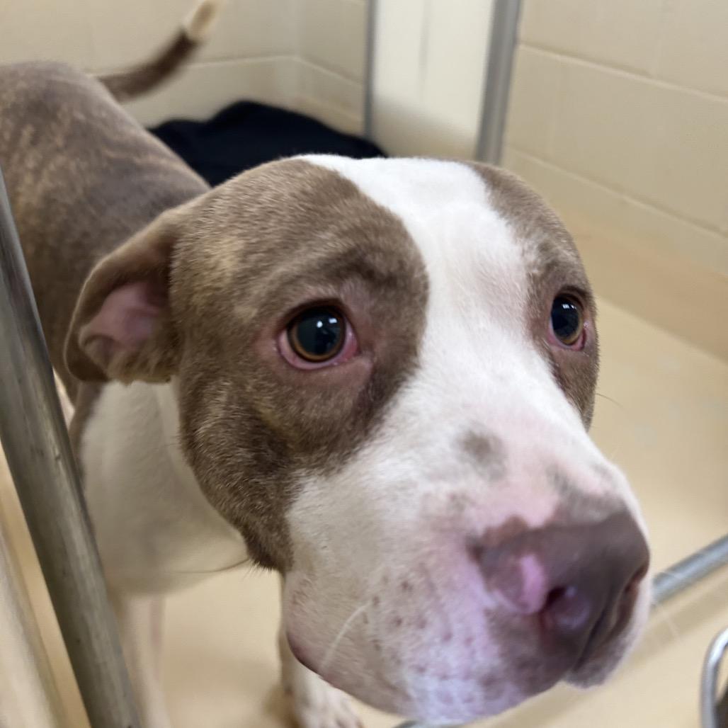 Enlarge MJ, a Adoptable Mixed Breed in Winston-Salem, NC image 3/3