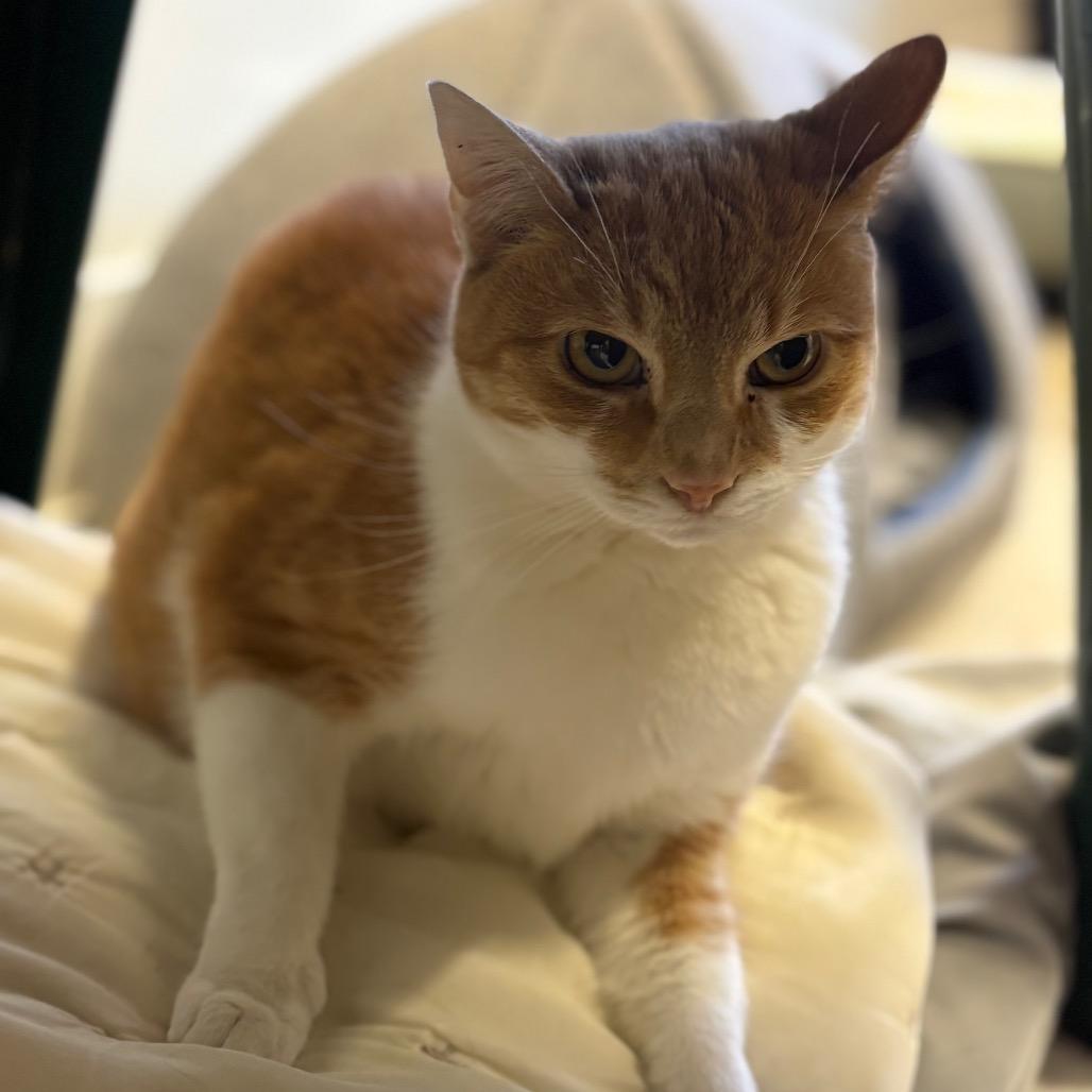 Doris, Adoptable, Adult Female Domestic Short Hair.