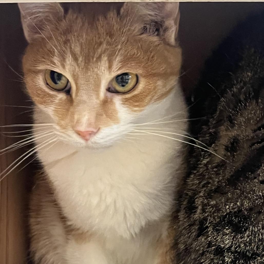 Enlarge Doris, a Adoptable Domestic Short Hair in Chicago, IL image 2/2