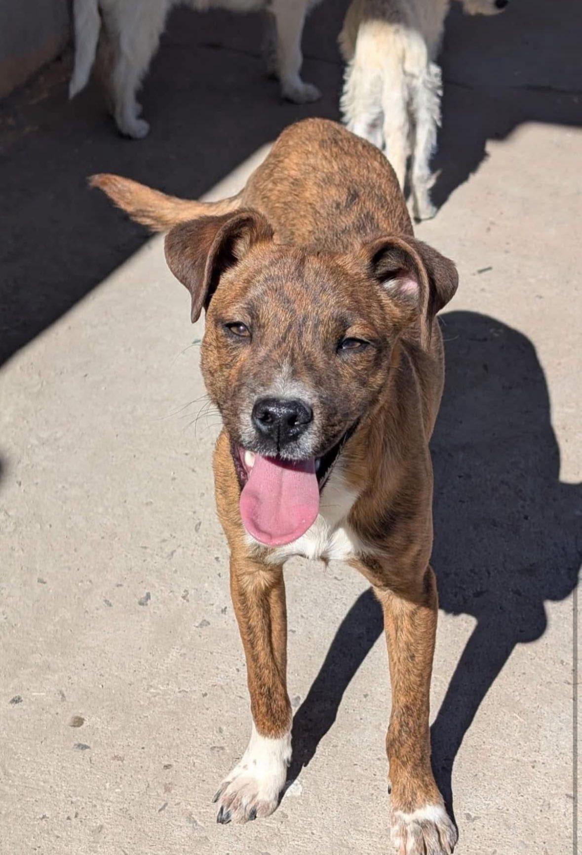 Scooby, Young Male unknown